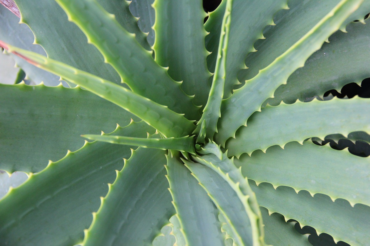 Aloe visszér kezelése - Hogyan lehet eltávolítani a visszerek férfiaknál